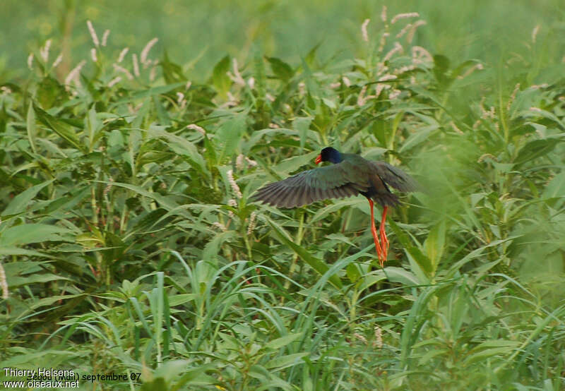 Allen's Gallinuleadult, Flight