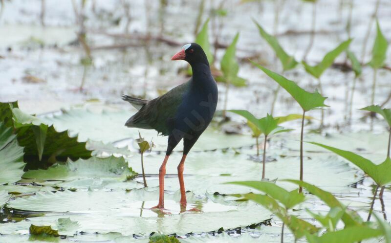 Allen's Gallinuleadult, identification