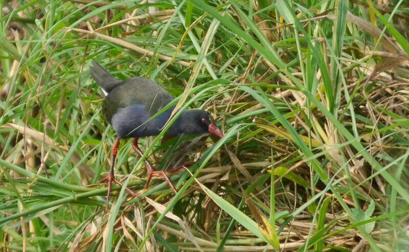 Allen's Gallinuleadult post breeding