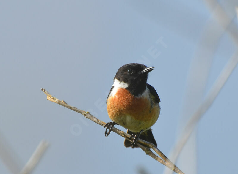 European Stonechat