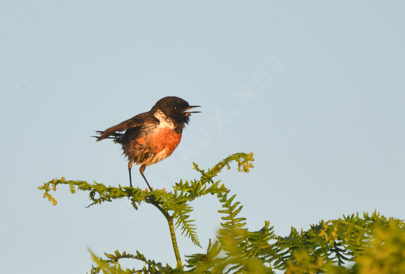 European Stonechat