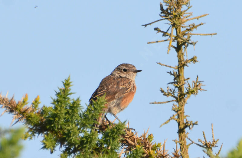 European Stonechat female adult