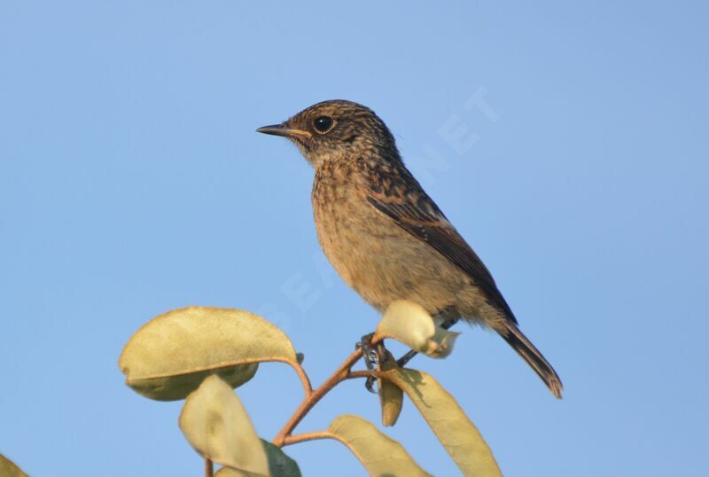 Tarier pâtreimmature, identification