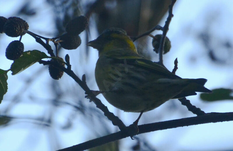 Eurasian Siskinadult