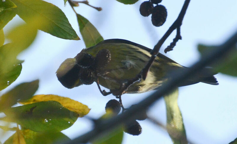 Eurasian Siskinadult