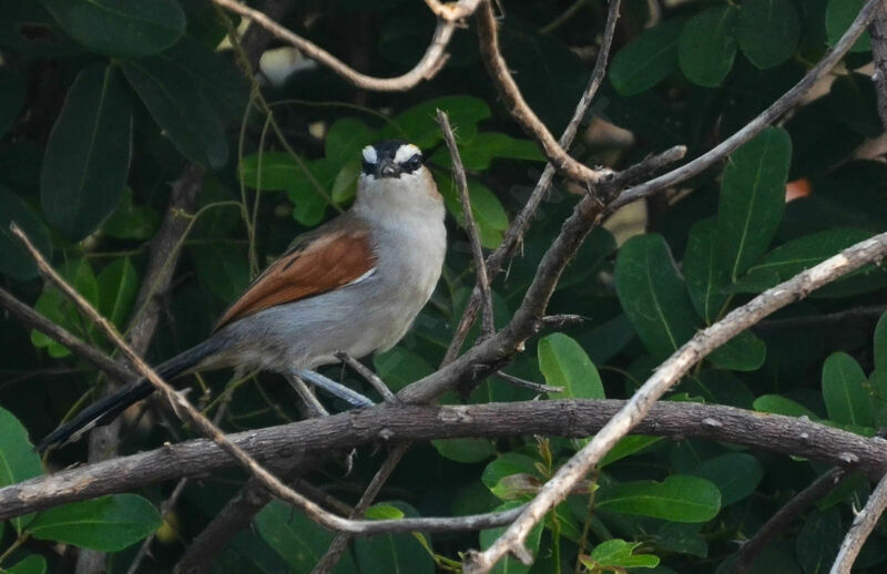 Black-crowned Tchagraadult, identification