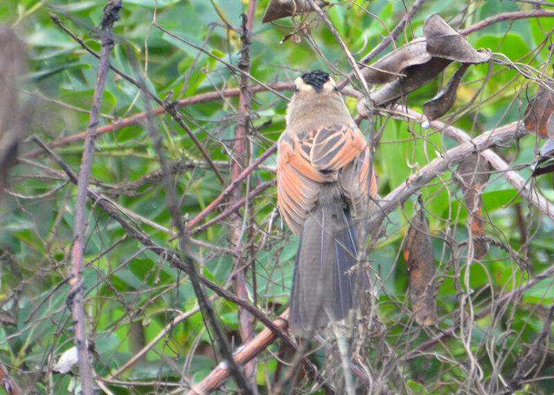 Black-crowned Tchagraadult