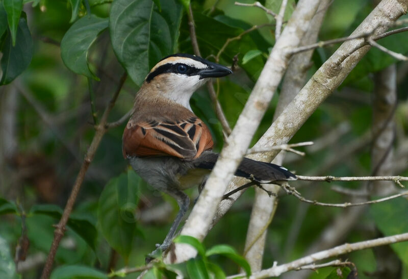 Black-crowned Tchagraadult, identification