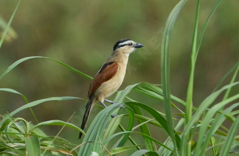 Tchagra des marais femelle adulte, identification