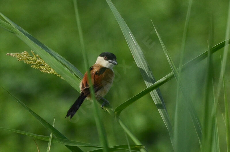 Marsh Tchagra male adult, identification