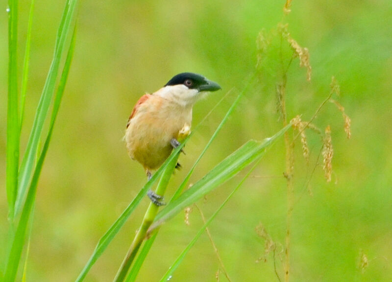 Marsh Tchagra male adult, identification