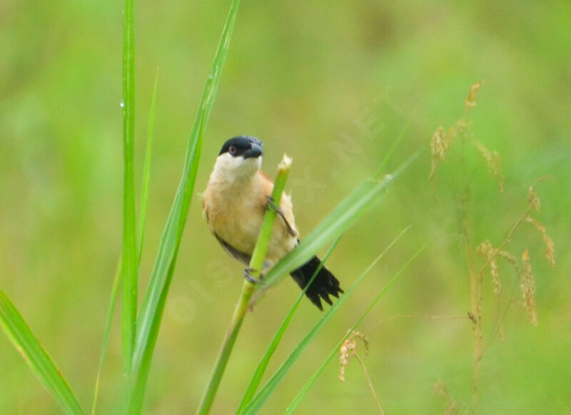 Marsh Tchagra male adult