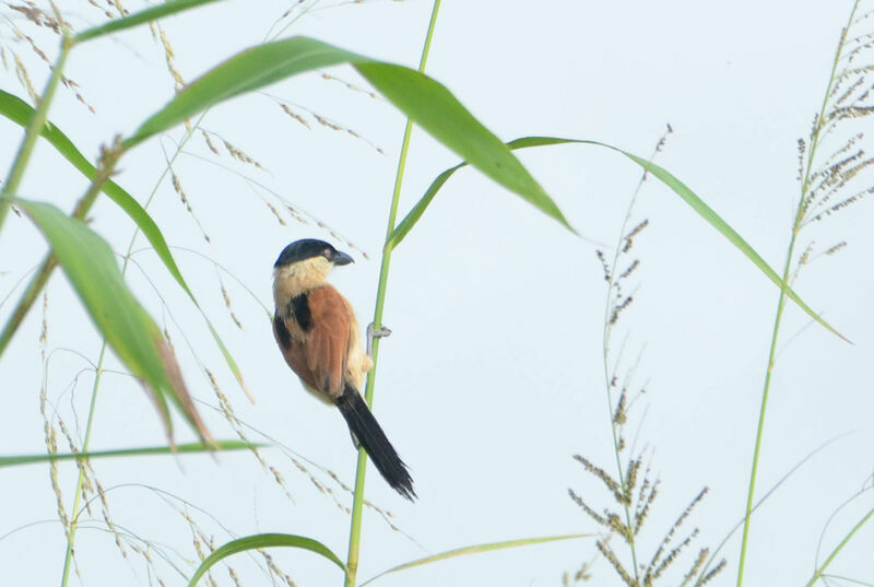 Marsh Tchagraadult, identification