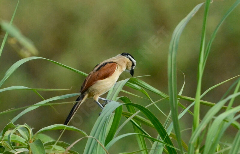 Marsh Tchagra female adult, identification