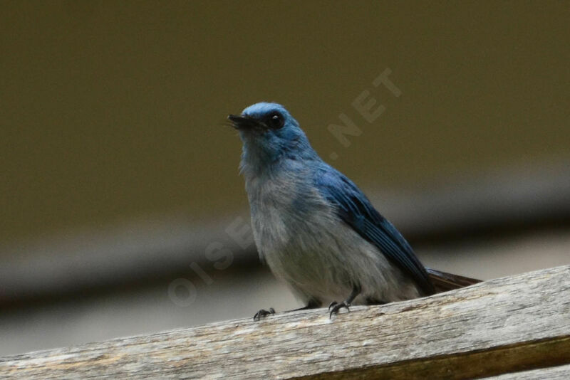 Tchitrec bleuadulte, identification, pigmentation