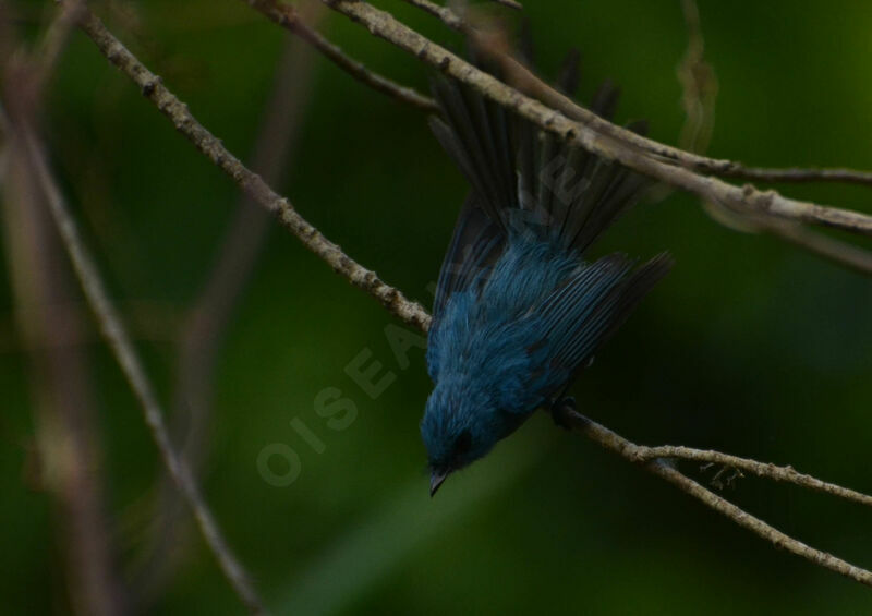 African Blue Flycatcheradult, identification