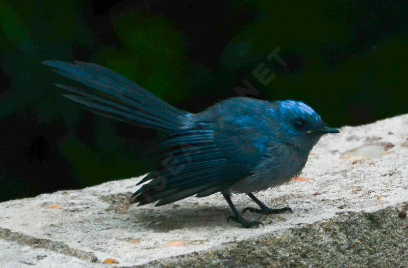 African Blue Flycatcheradult, identification