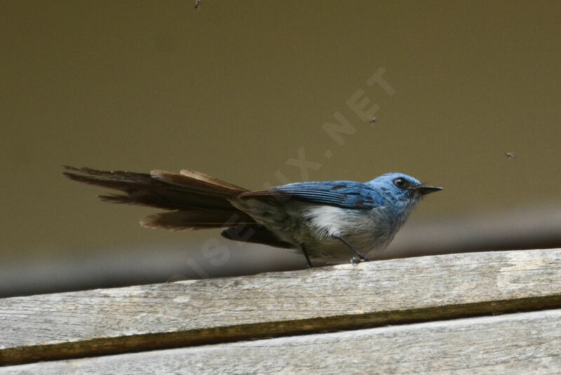 African Blue Flycatcheradult, identification