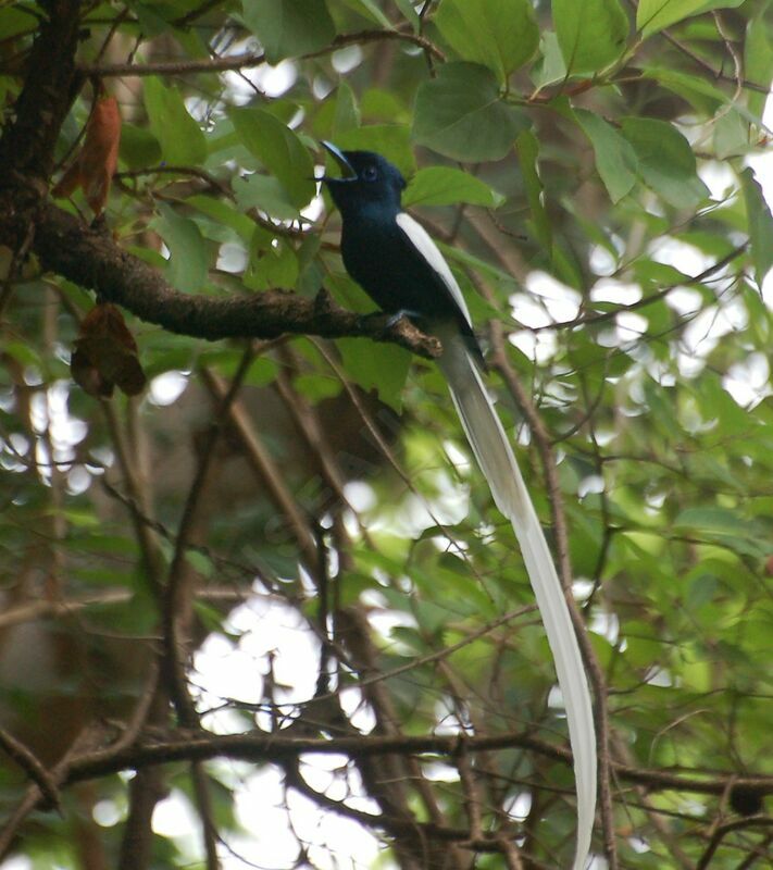 African Paradise Flycatcher