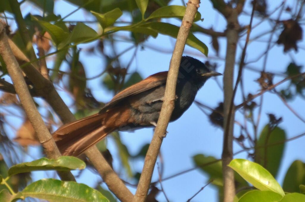 Tchitrec d'Afriqueadulte