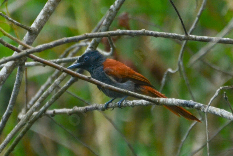 African Paradise Flycatcheradult post breeding