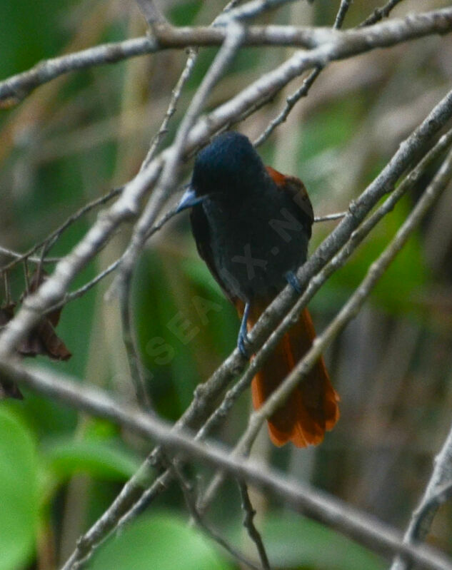 African Paradise Flycatcher