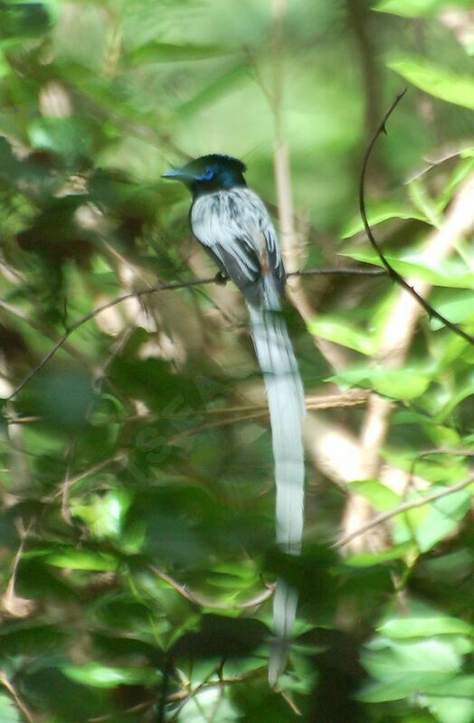 African Paradise Flycatcher