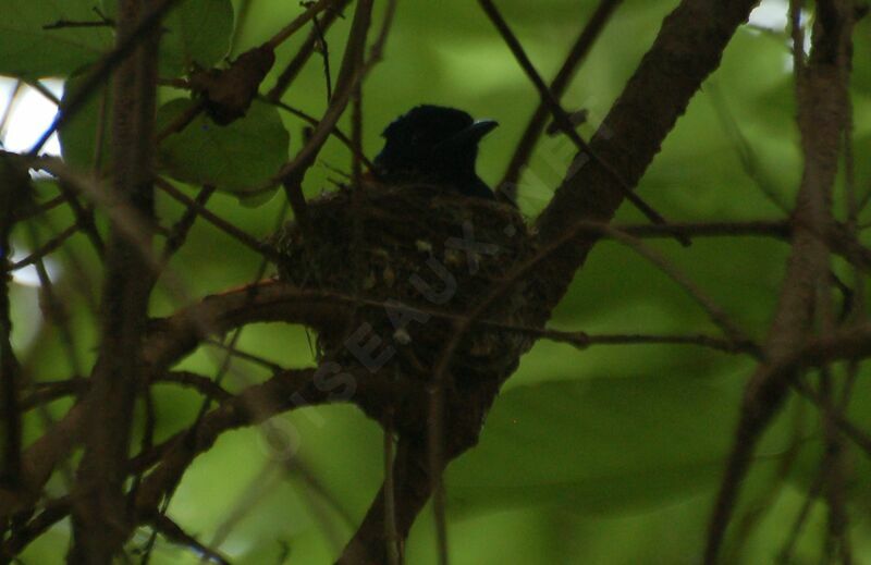 African Paradise Flycatcheradult, Reproduction-nesting