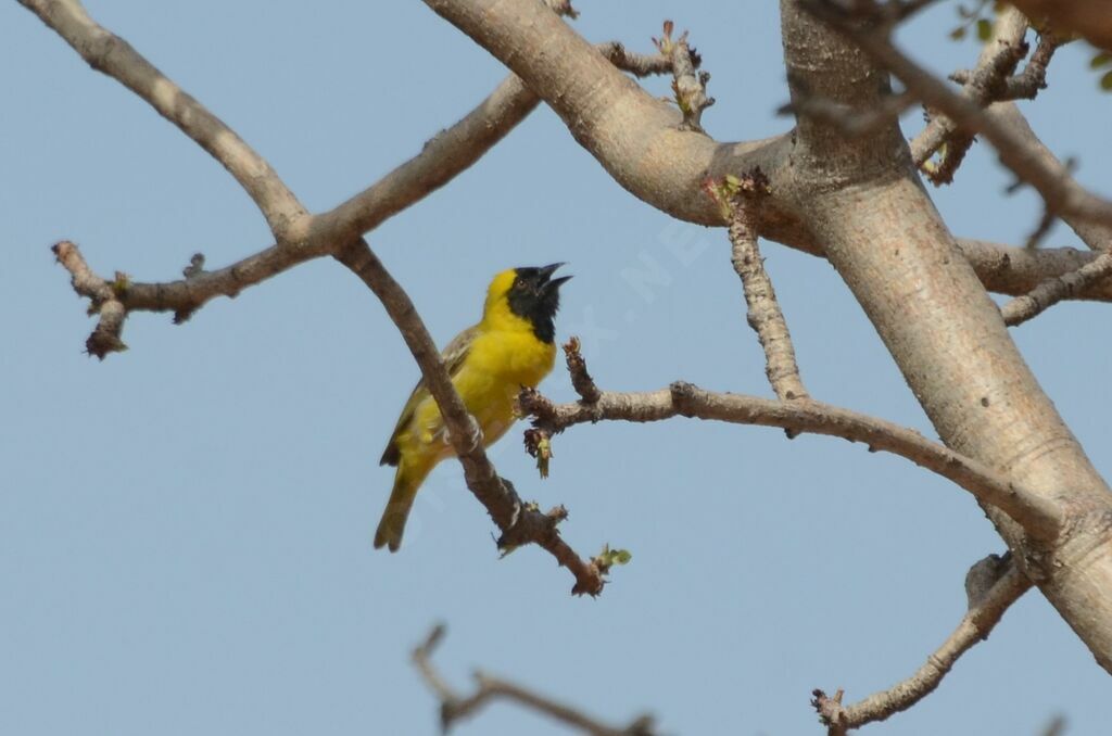 Tisserin minule mâle adulte, identification