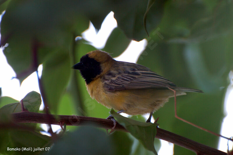 Little Weaver male adult