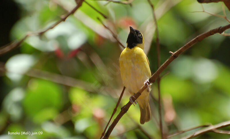 Little Weaver male adult breeding, identification