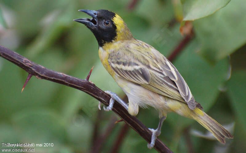 Tisserin minule mâle subadulte, identification