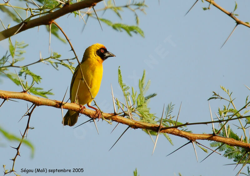 Vitelline Masked Weaver male adult breeding