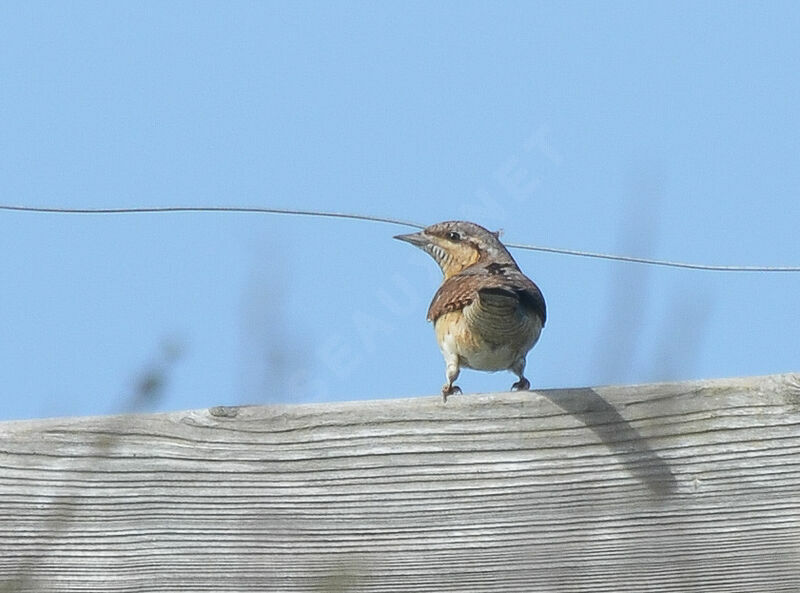 Torcol fourmilieradulte