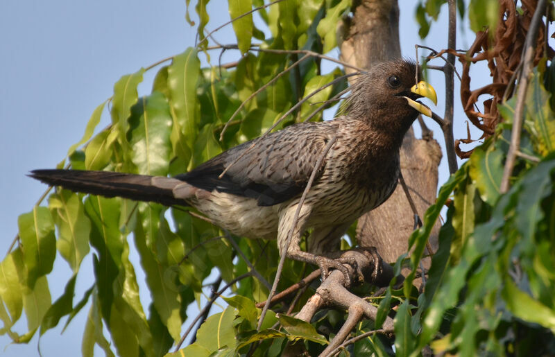 Touraco grisadulte, identification