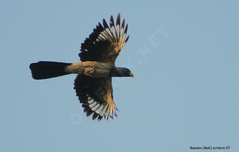 Western Plantain-eater