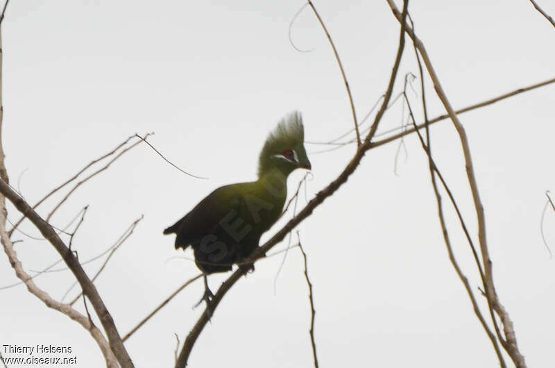 Touraco vertadulte, identification