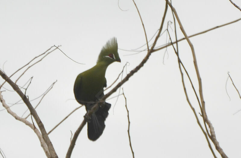 Touraco vertadulte