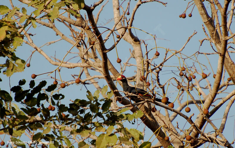 Touraco violetadulte