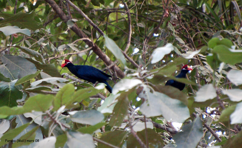 Touraco violetadulte