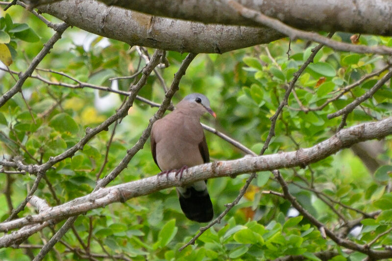 Blue-spotted Wood Doveadult, identification