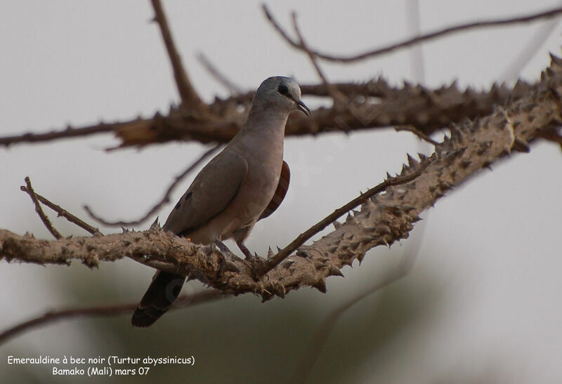 Black-billed Wood Dove