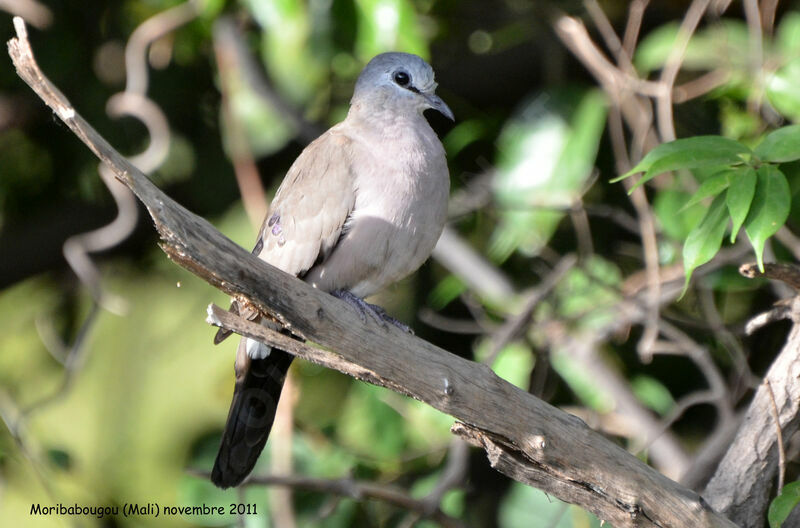 Black-billed Wood Dove