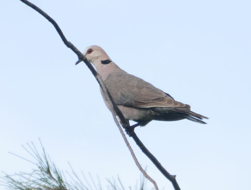 Red-eyed Doveadult