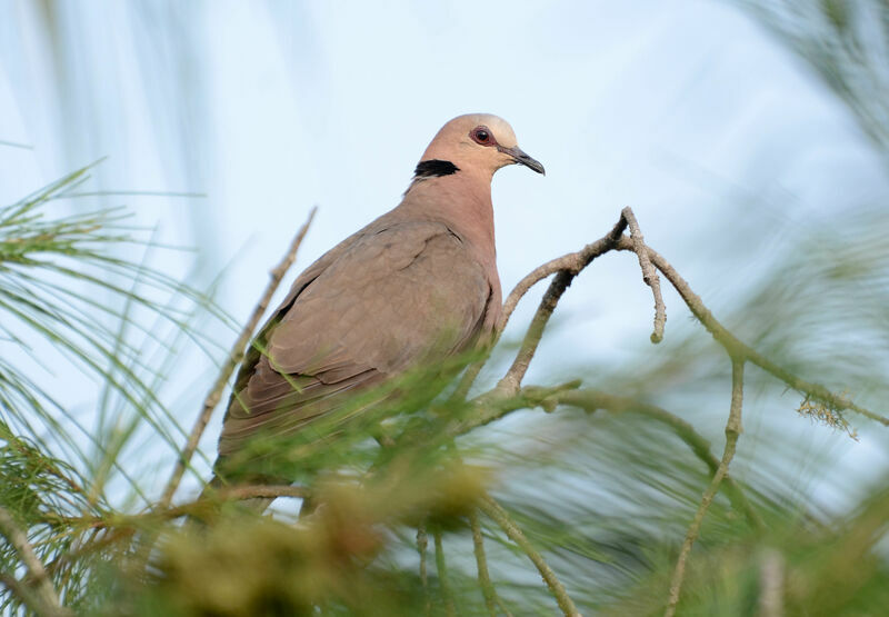 Red-eyed Doveadult