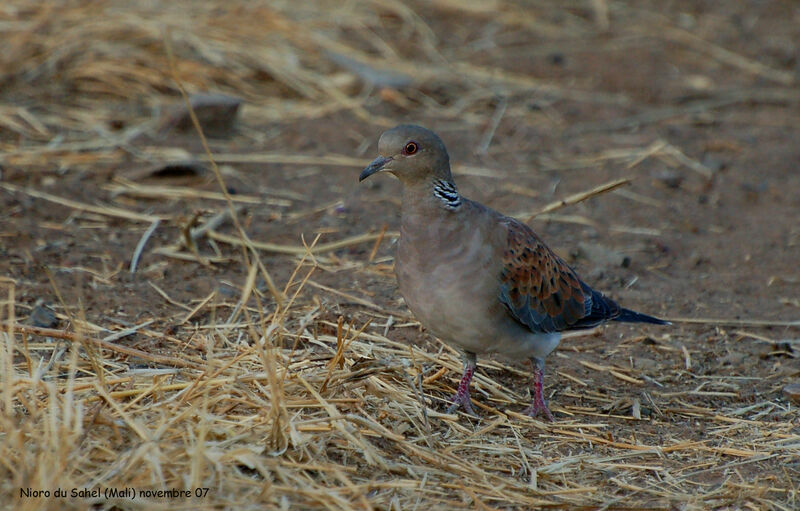 European Turtle Dove