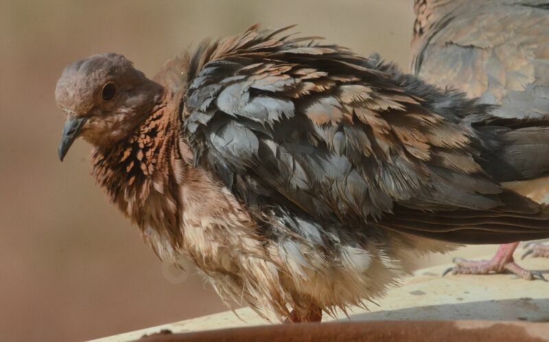 Laughing Doveadult, care