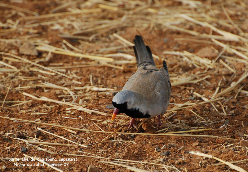 Namaqua Dove male adult