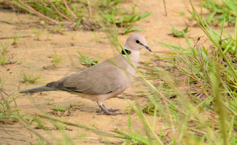 Vinaceous Doveadult