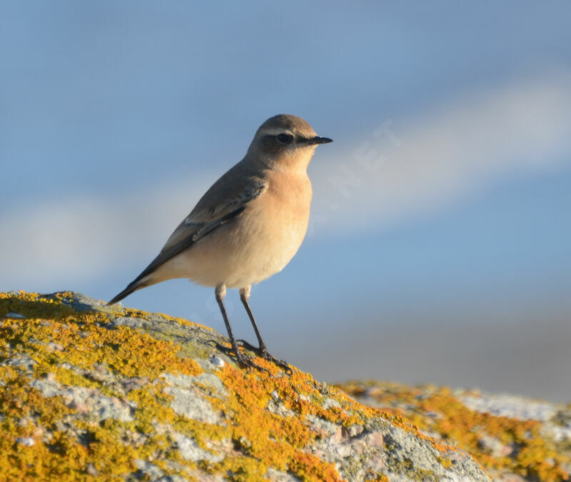 Northern Wheatear female